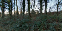 terrain à CHATEAU L EVEQUE (24460)