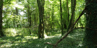 terrain à DOUCHAPT (24350)