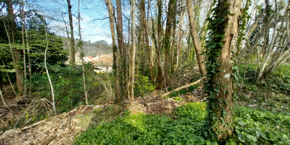 terrain à CHANCELADE (24650)