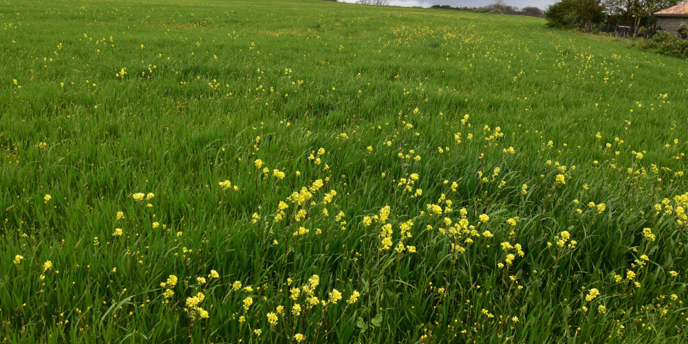 terrain à BOISSE (24560)