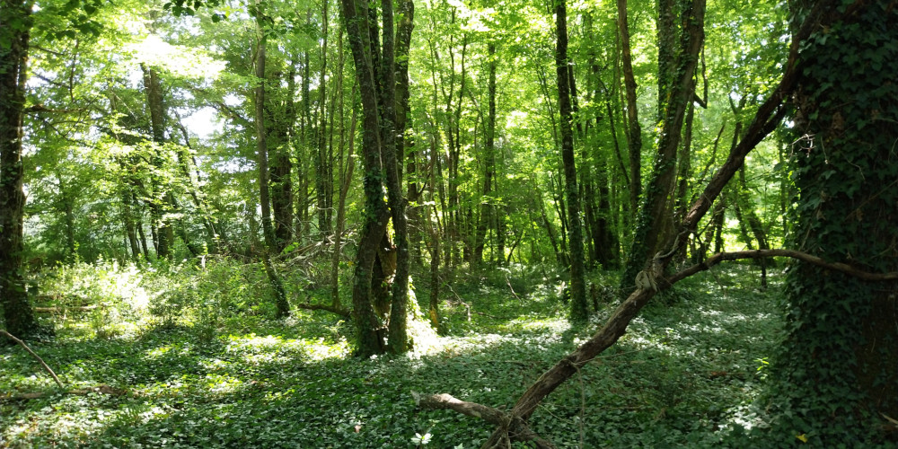 terrain à DOUCHAPT (24350)