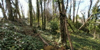 terrain à CHANCELADE (24650)