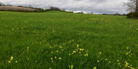 terrain à BOISSE (24560)