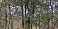 terrain à PARCOUL CHENAUD (24410)