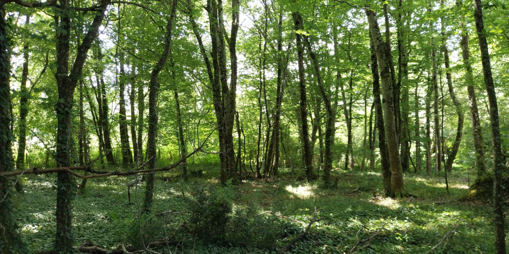 terrain à DOUCHAPT (24350)